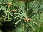 Abies concolor