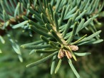 Abies concolor - the buds are strongly resinous