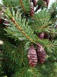 Picea omorica (spruce Omorika - Omorika)