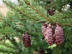 Picea omorica (spruce Omorika - Omorika)