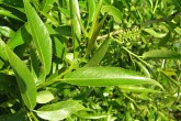 Salix fragilis (Brittle willow) - a twig with leaves - top side