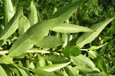 Salix fragilis (Brittle willow) - a twig with leaves - bottom side