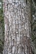 Salix fragilis (Brittle willow) - Bork crushed into longitudinal plat