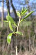 Salix fragilis (Brittle willow) - female (♀) catkins