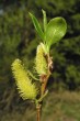 Salix fragilis (Brittle willow) - male (♂) catkins