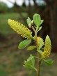 Salix fragilis (Brittle willow) - male (♂) catkins