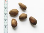 Pinus armandii - the seed