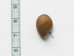 Pinus armandii - the seed (only with a small blank)