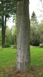 Pinus armandii - bark gray, smooth