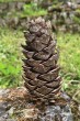 Pinus armandii - fruit is a cone, yellow-brown after ripening