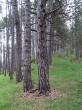 Pinus nigra -  firm bark is gray to black