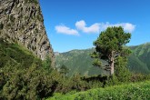 Pinus cembra - High Tatras (7/2021)_02