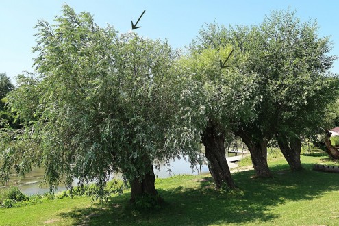 Salix alba (White willow) - head willows