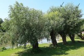 Salix fragilis (Brittle willow) - head  individuals