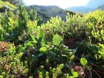 Salix herbacea (Herbal willow)