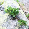 Salix herbacea (Herbal willow) - blown rock crevice