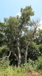 Populus alba (White poplar) - NPR Šúr (7/2021)