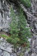 Pinus cembra - Nefcerka, High Tatras (7/2021)