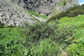 Salix phylicifolia (bay willow) - Nefcerka, High Tatras (7/2021)