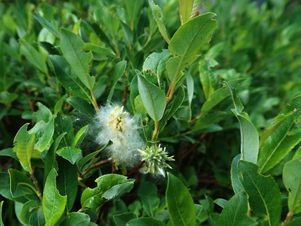 Salix phylicifolia (bay willow) - capsules releasing fluffy achene