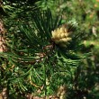 Pinus mugo - male (♂) cones