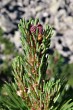 Pinus mugo - female (♀) cones