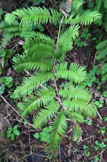 Metasequoia glyptostroboides (Chinese metasequoia, Chinese redwood) - twig with needles on brachyblasts