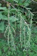 Metasequoia glyptostroboides (Chinese metasequoia, Chinese redwood) - long shoots (macroblasts)