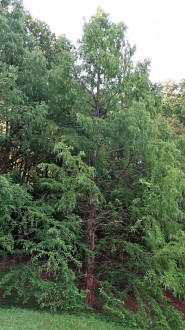 Metasequoia glyptostroboides (Chinese metasequoia, Chinese redwood) - Borová hora Arboretum (9/2021)