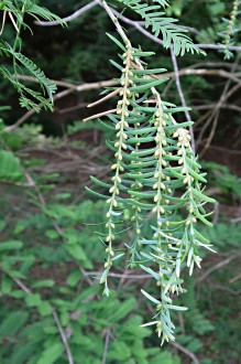 Metasequoia glyptostroboides (Chinese metasequoia, Chinese redwood) - long shoots (macroblasts)