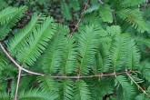 Metasequoia glyptostroboides (Chinese metasequoia, Chinese redwood) - shortened shoots (brachyblasts)