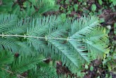 Metasequoia glyptostroboides (Chinese metasequoia, Chinese redwood) - needles on brachyblasts (bottom side)