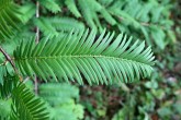 Metasequoia glyptostroboides (Chinese metasequoia, Chinese redwood) - needles on brachyblasts (top side)