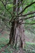 Metasequoia glyptostroboides (Chinese metasequoia, Chinese redwood) - the bork