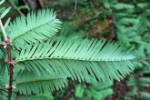 Metasequoia glyptostroboides (Chinese metasequoia, Chinese redwood) - needles on brachyblasts (bottom side)