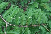 Metasequoia glyptostroboides (Chinese metasequoia, Chinese redwood) - shortened shoots (brachyblasts)