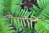 Metasequoia glyptostroboides (Chinese metasequoia, Chinese redwood) - long shoots (macroblasts)