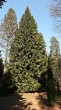 Thuja plicata (Thuja ciliate) - Hrádok arboretum (3/2021)