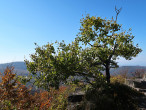 Populus tremula (Aspen poplar) - Malý Sninský kameň, 1,006 m above the sea level (10/2021)