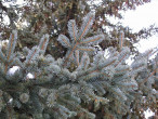 Picea glauca (white spruce)