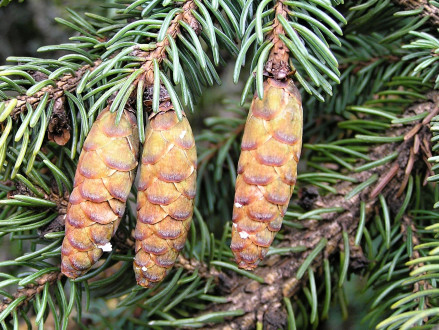 Picea glauca (white spruce)