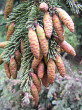 Picea glauca (white spruce)