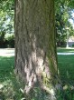 Ginkgo biloba -  the bark