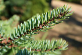 Picea glauca (white spruce)