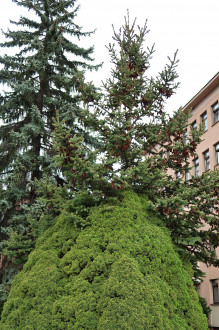 Picea glauca (white spruce) - Conica form (sometimes it takes over the typical growth of a normal tree)