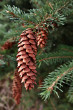 Picea glauca (white spruce)