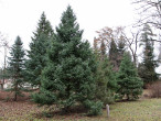 Picea glauca (white spruce)