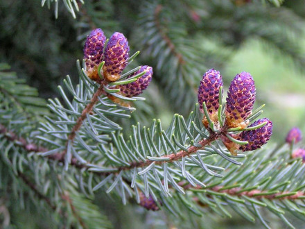 Picea glauca (white spruce) - ♂ cones