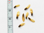 Picea glauca (white spruce) - seed