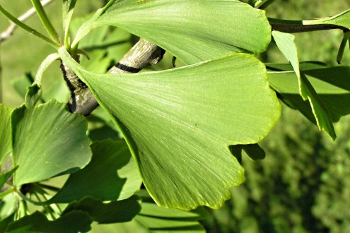 Ginkgo biloba